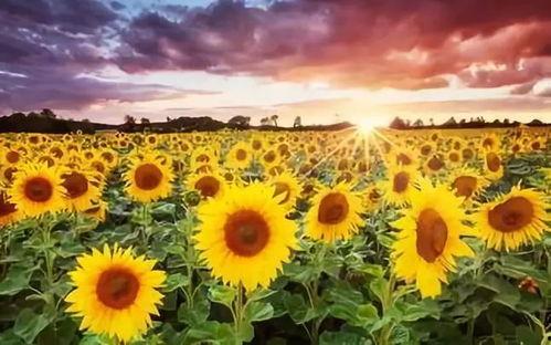 国产黄色向日葵在线观看,探寻阳光下的秘密花园